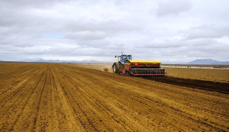 Einn hektari getur gefið af sér tæpt tonn af svínakjöti
