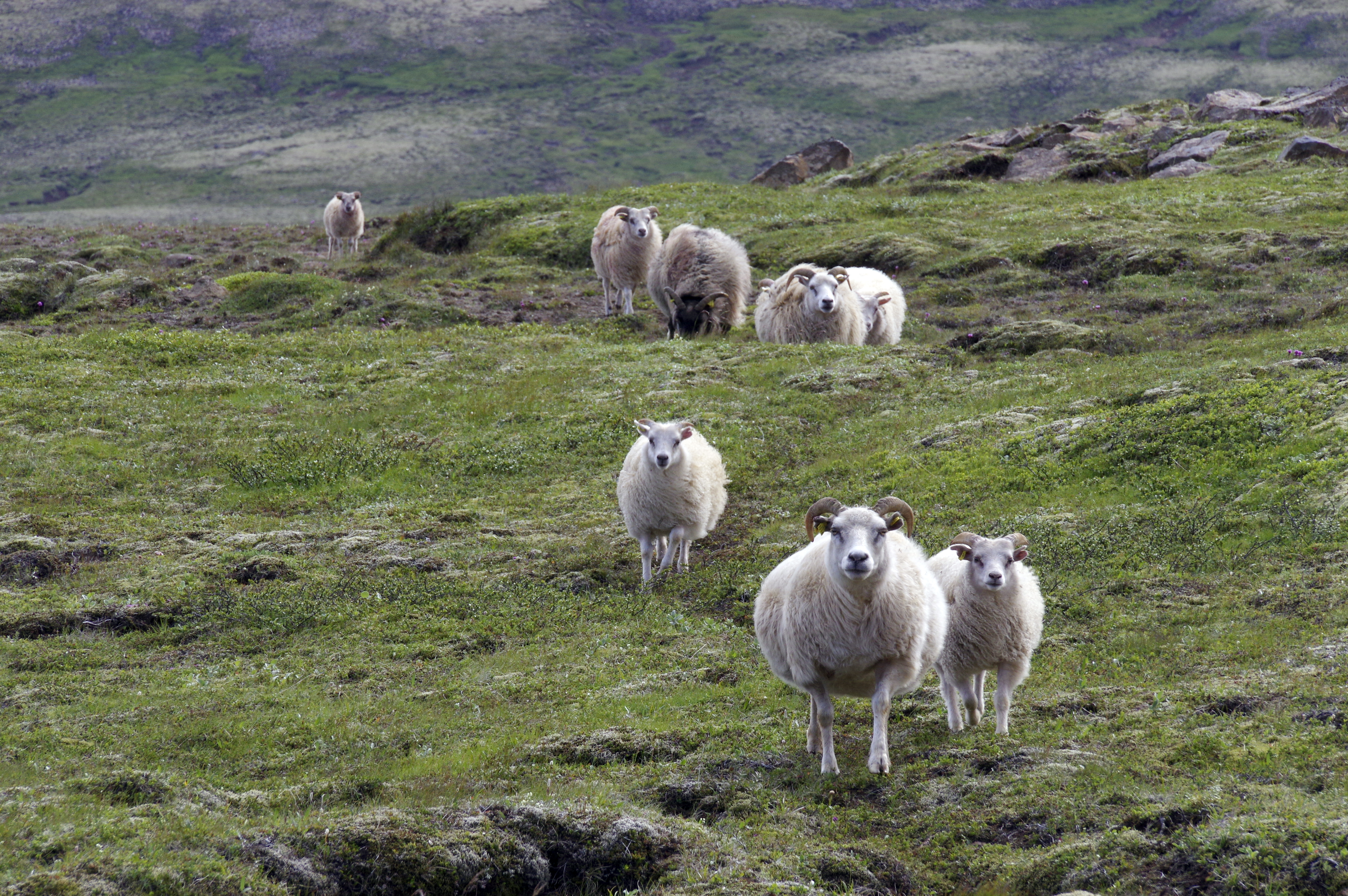 Af samningum og stöðu sauðfjárbænda