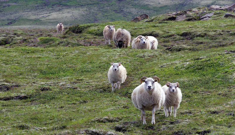 Afkvæmarannsóknir í sauðfjárrækt 2018