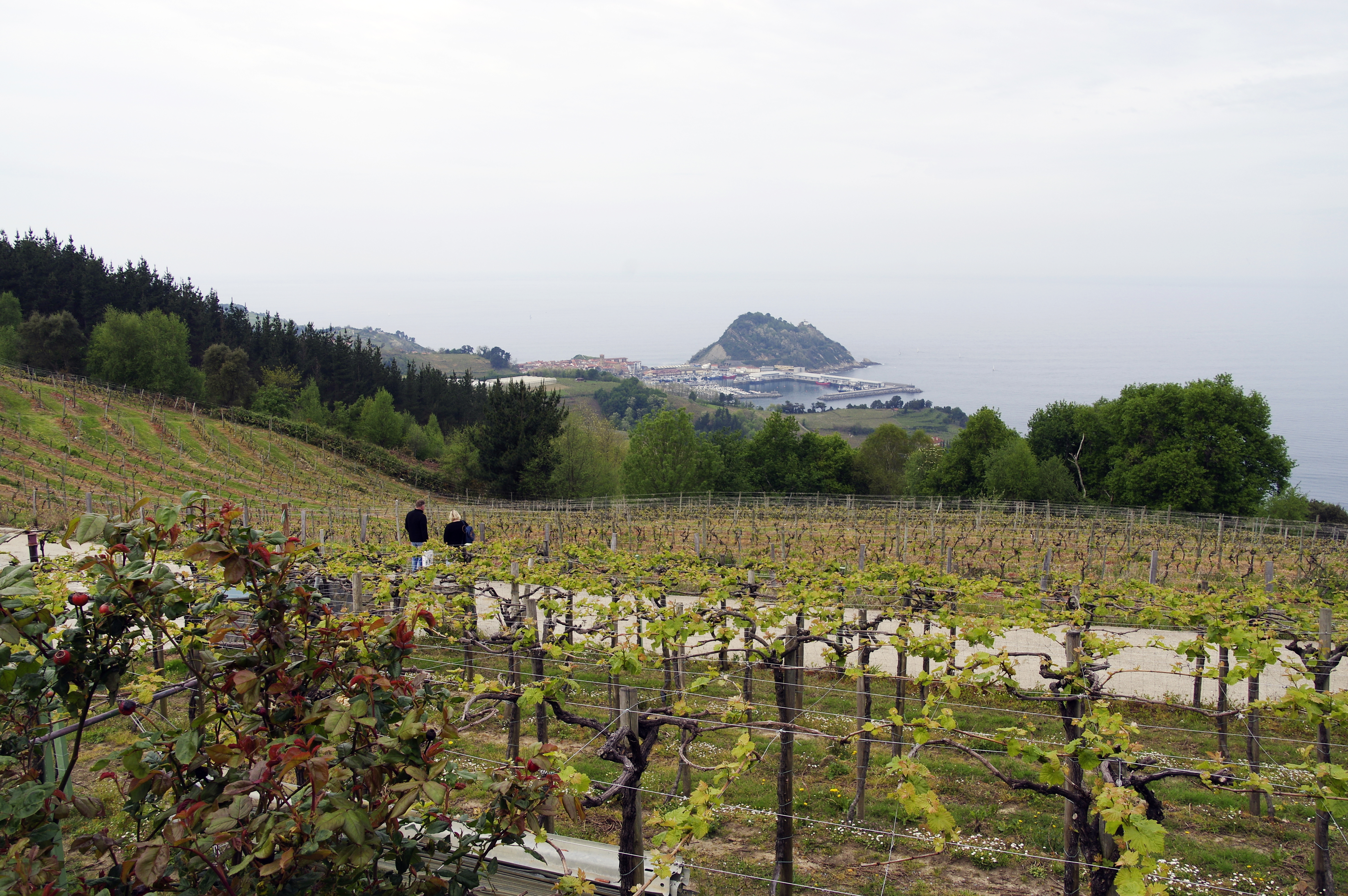 Baskar framleiða hin sérstöku Txakoli-vín undir svæðisbundinni upprunaskilgreiningu