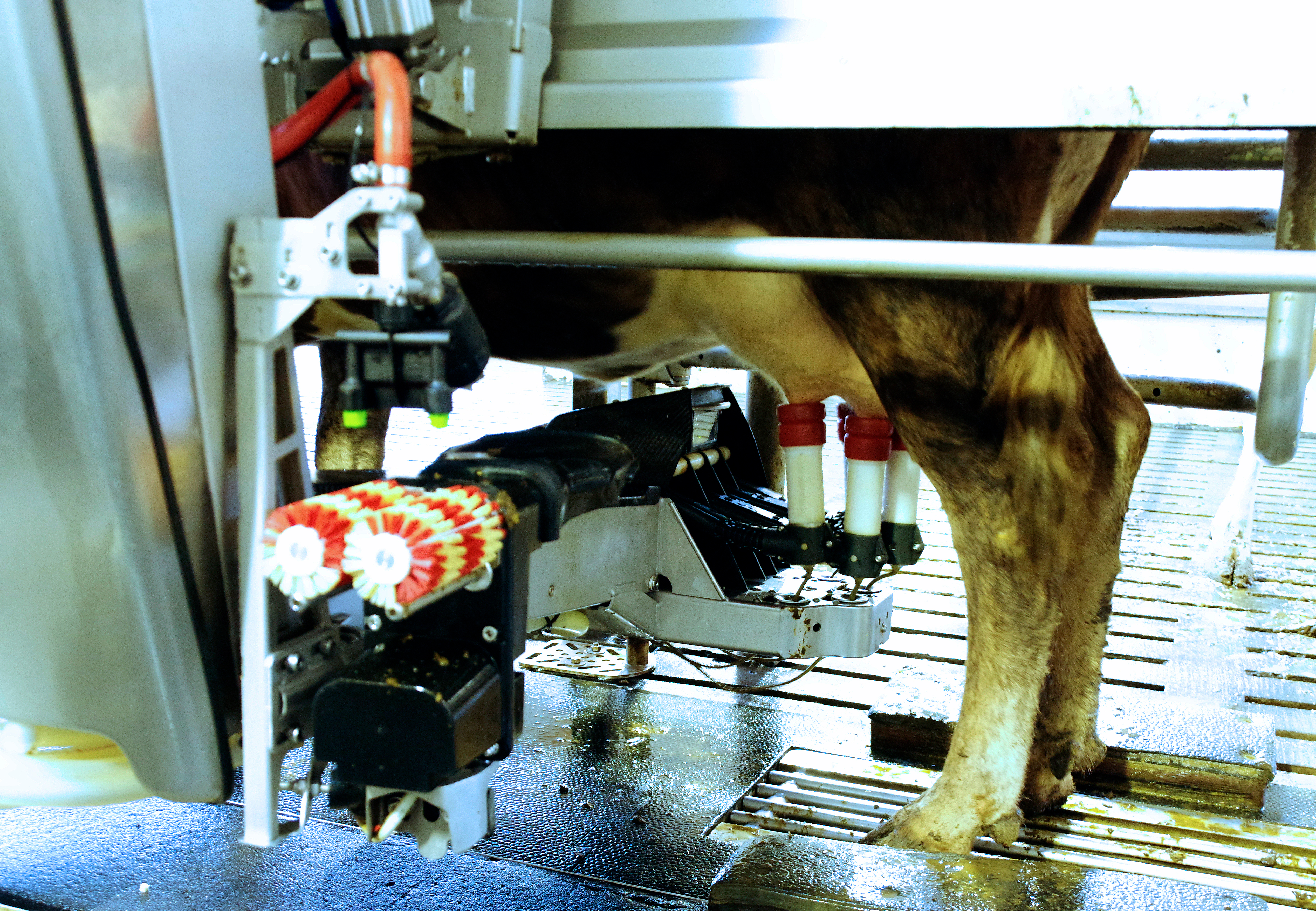 55,7 prósent mjólkurinnar frá mjaltaþjónabúum