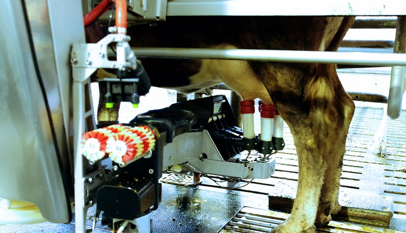 55,7 prósent mjólkurinnar frá mjaltaþjónabúum