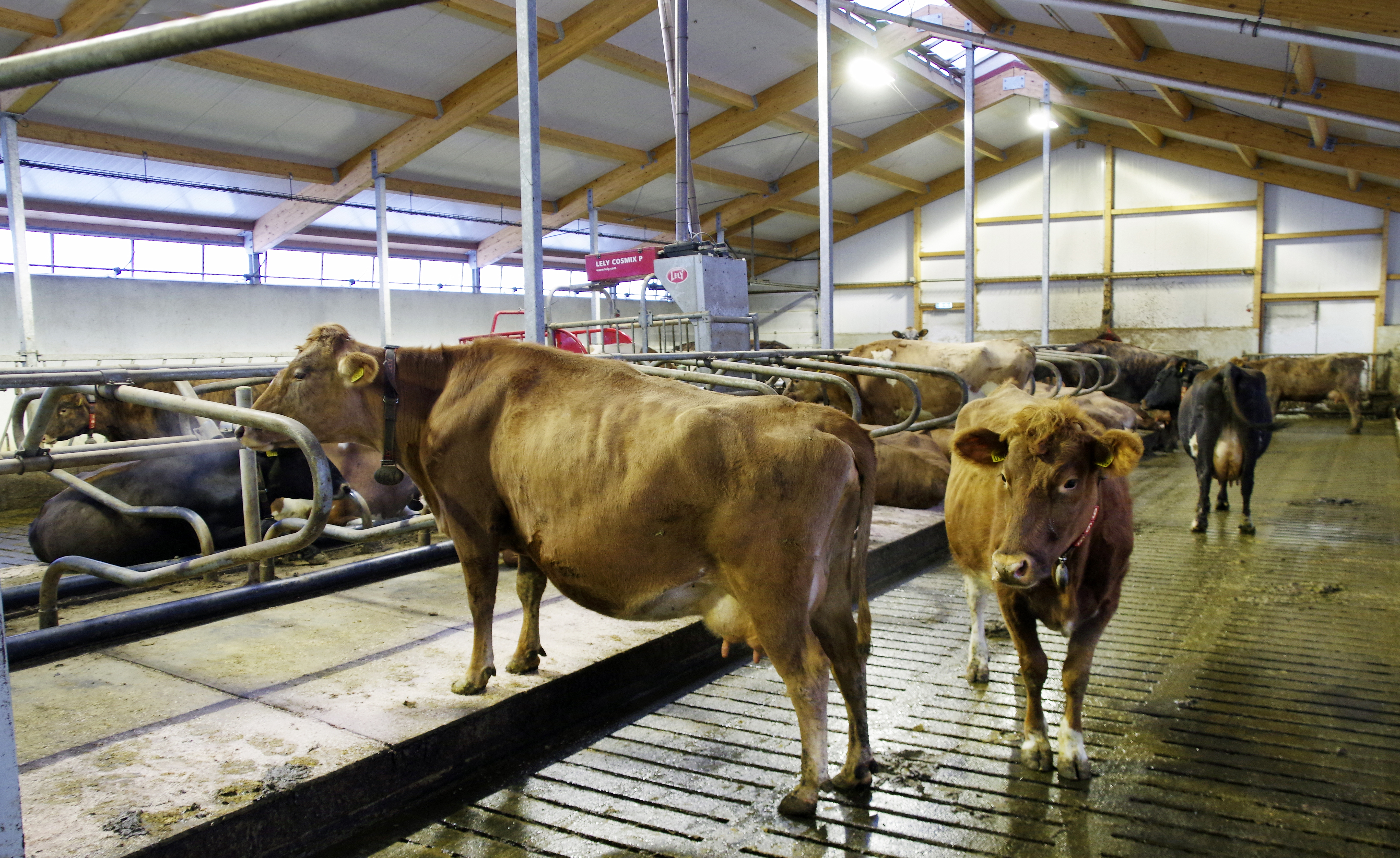 Eru nautgripirnir vel upplýstir?