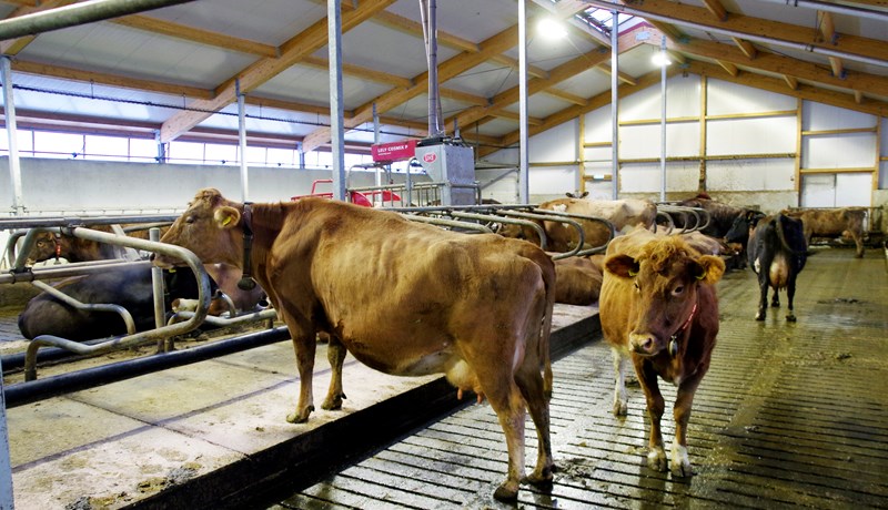 Eru nautgripirnir vel upplýstir?