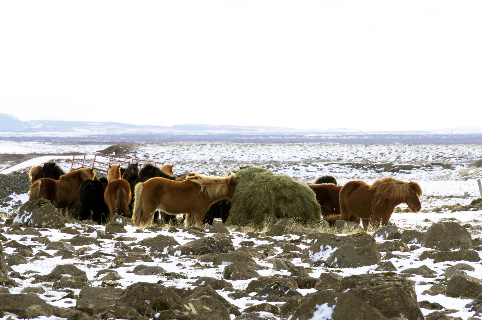 Matvælastofnun tekur við eftirliti með skráningum og örmerkingum hrossa