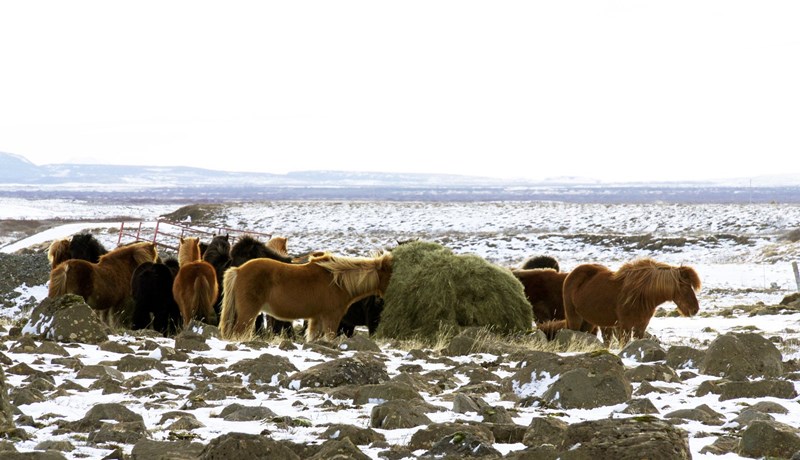 Matvælastofnun tekur við eftirliti með skráningum og örmerkingum hrossa