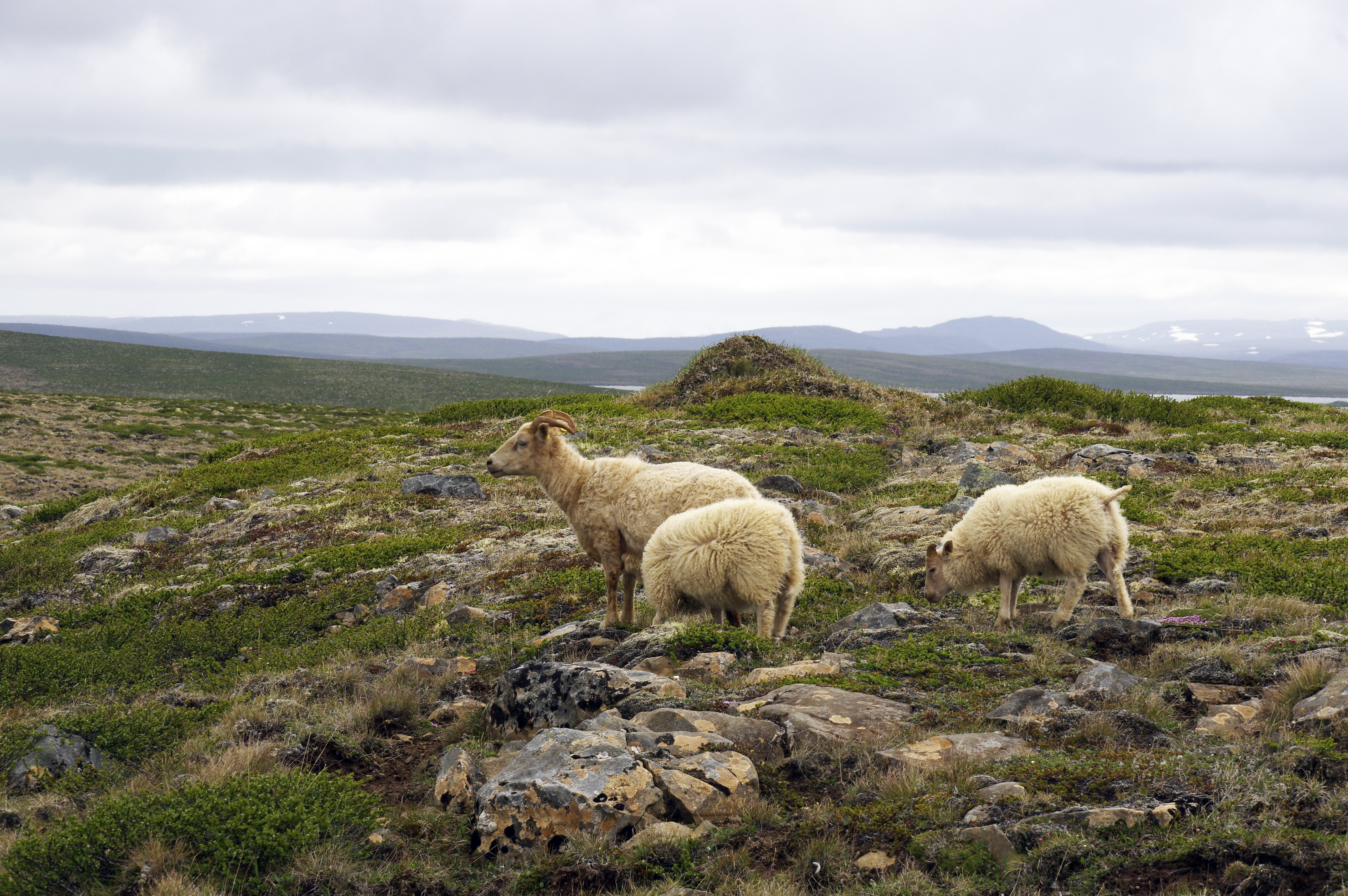 Land innan marka sveitarfélagsins verði ekki hluti þjóðgarðs
