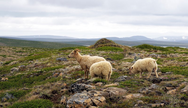 Land innan marka sveitarfélagsins verði ekki hluti þjóðgarðs