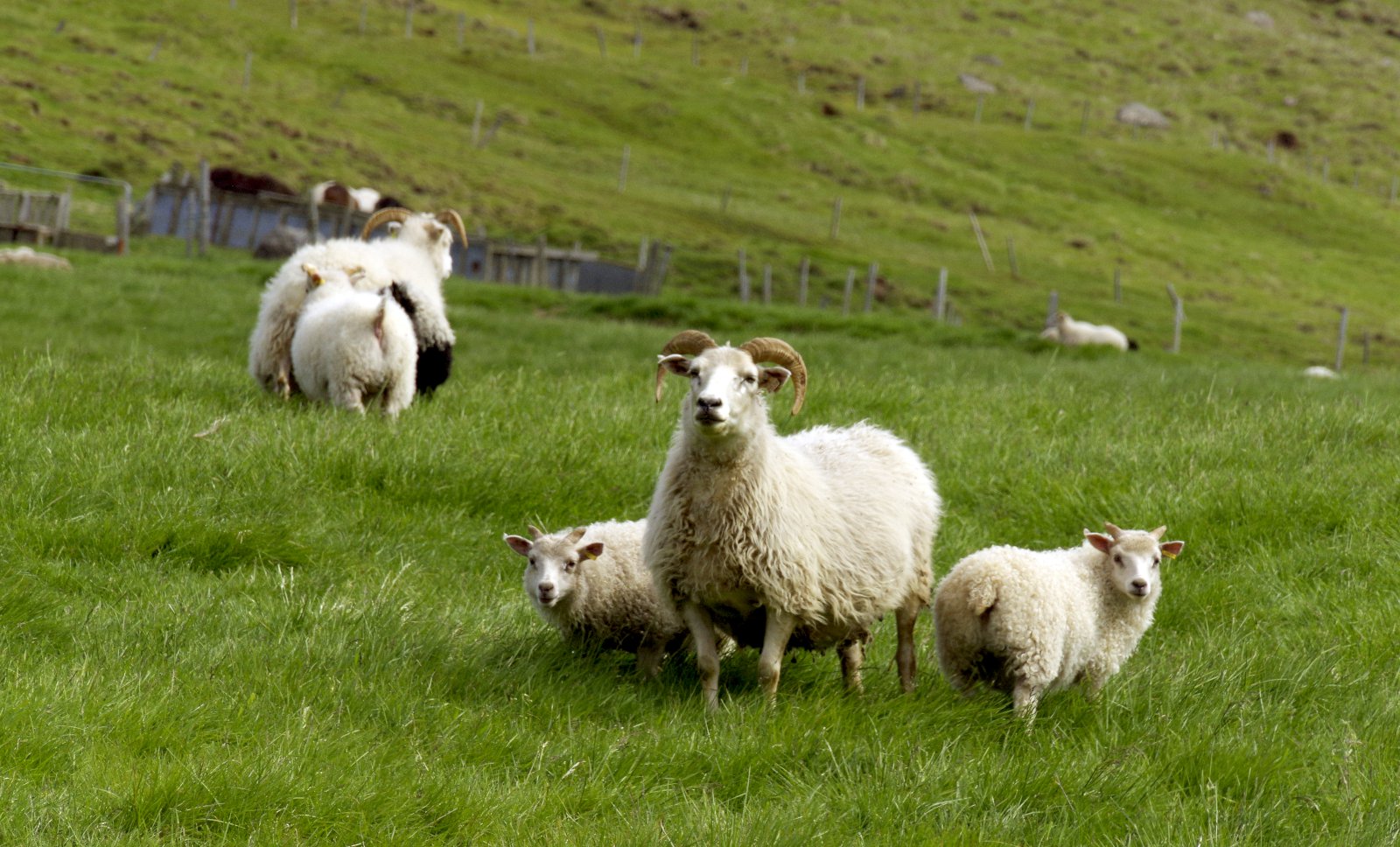 Óttast að skörð verði höggvin í byggðirnar