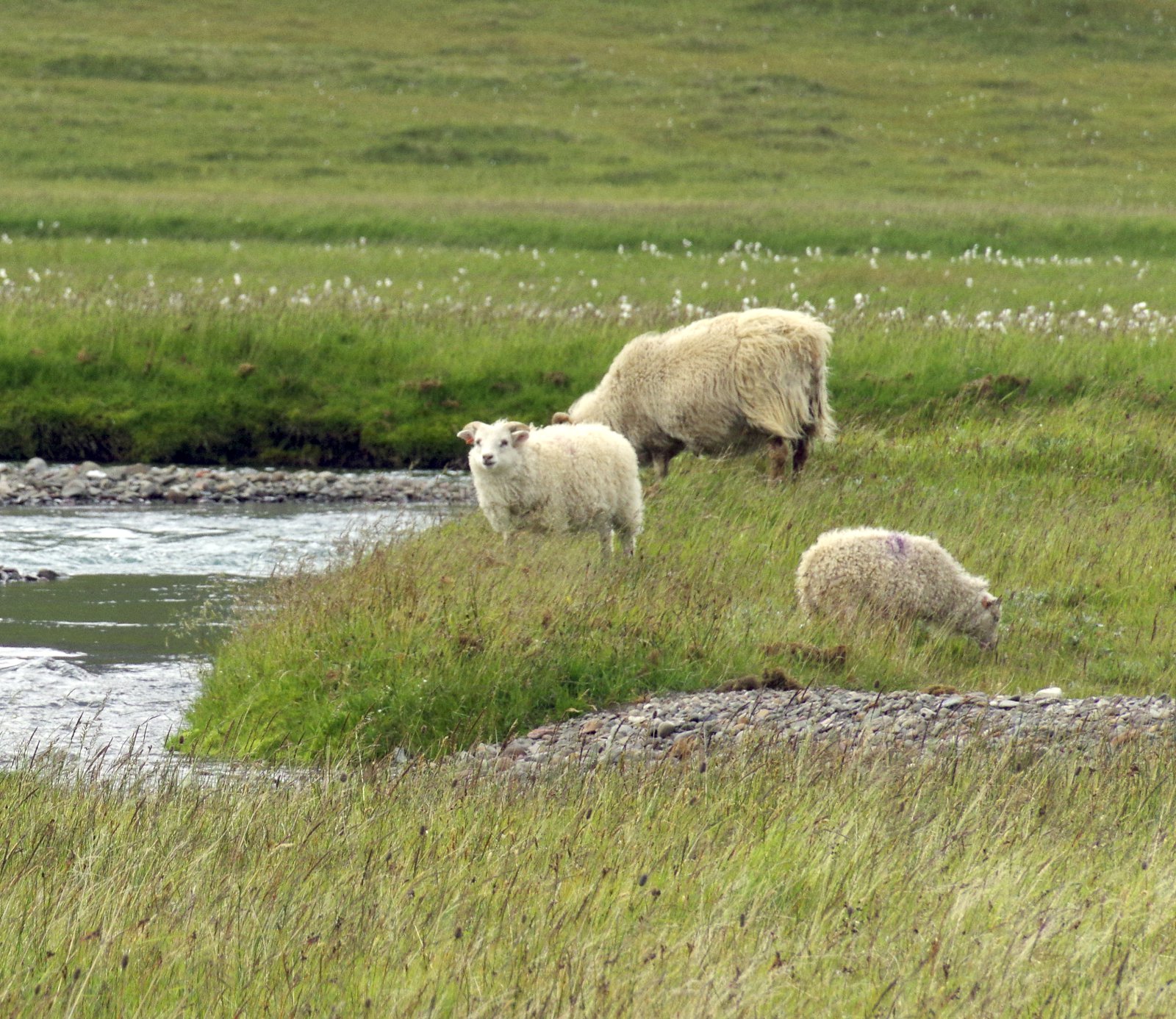 Vilja halda áfram búskap en ósáttir með afurðastöðvarnar