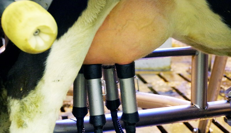 Mjaltaþjónabúum fjölgar jafnt og þétt hér á landi