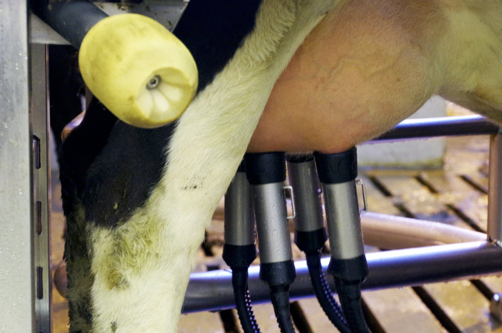 Frumutalan bendir til afurðataps