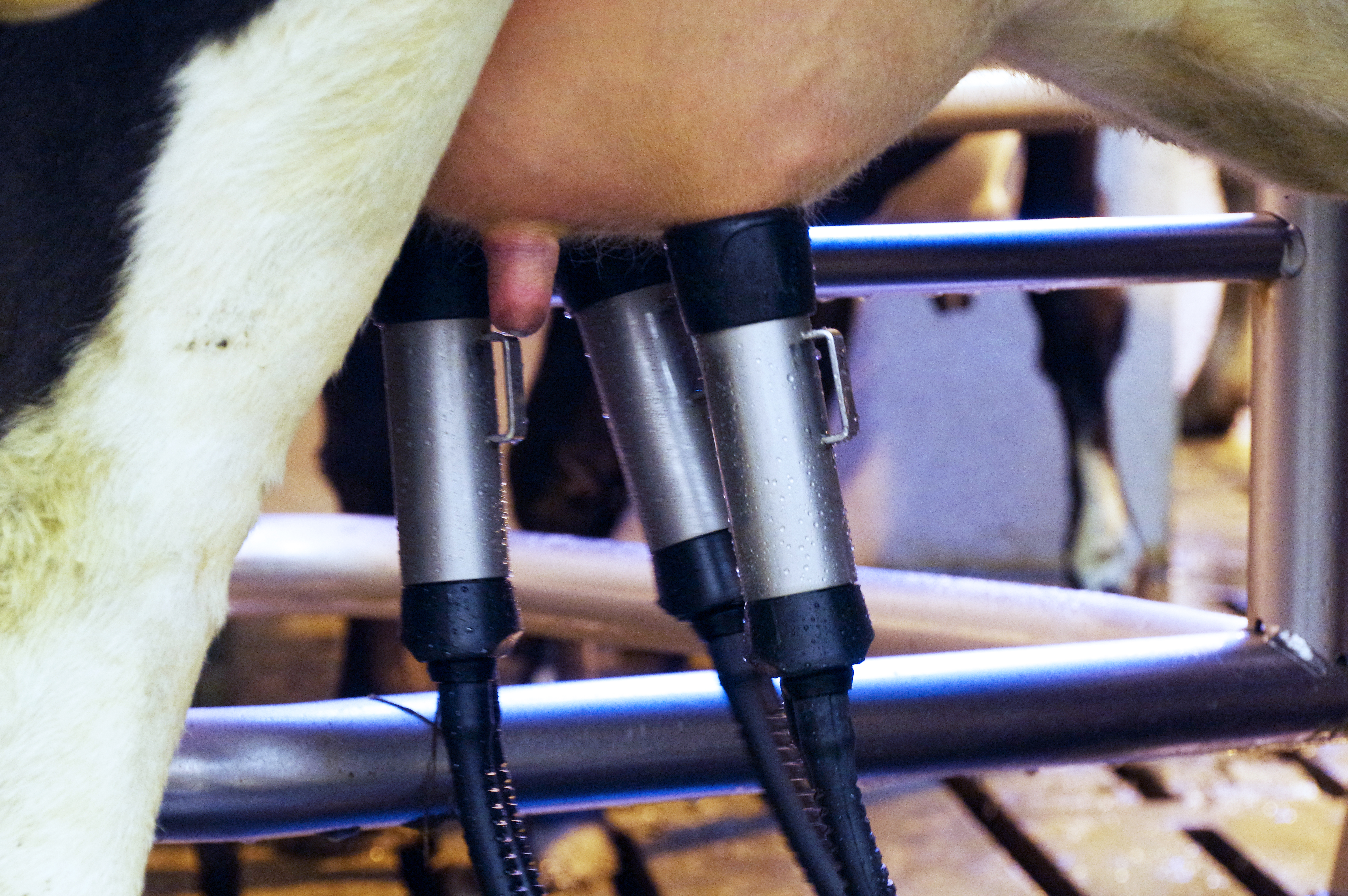 Norrænar leiðbeiningar um meðhöndlun júgurbólgu