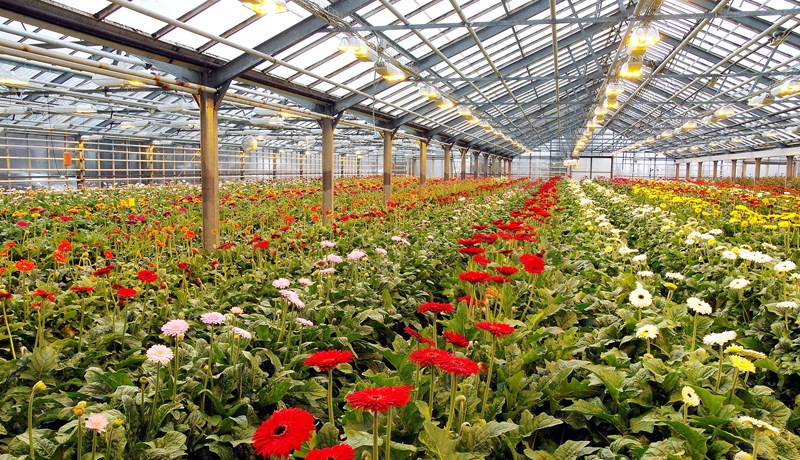 Garðyrkja á Íslandi er fjöregg sem pólitískar ákvarðanir gætu eyðilagt hratt og örugglega