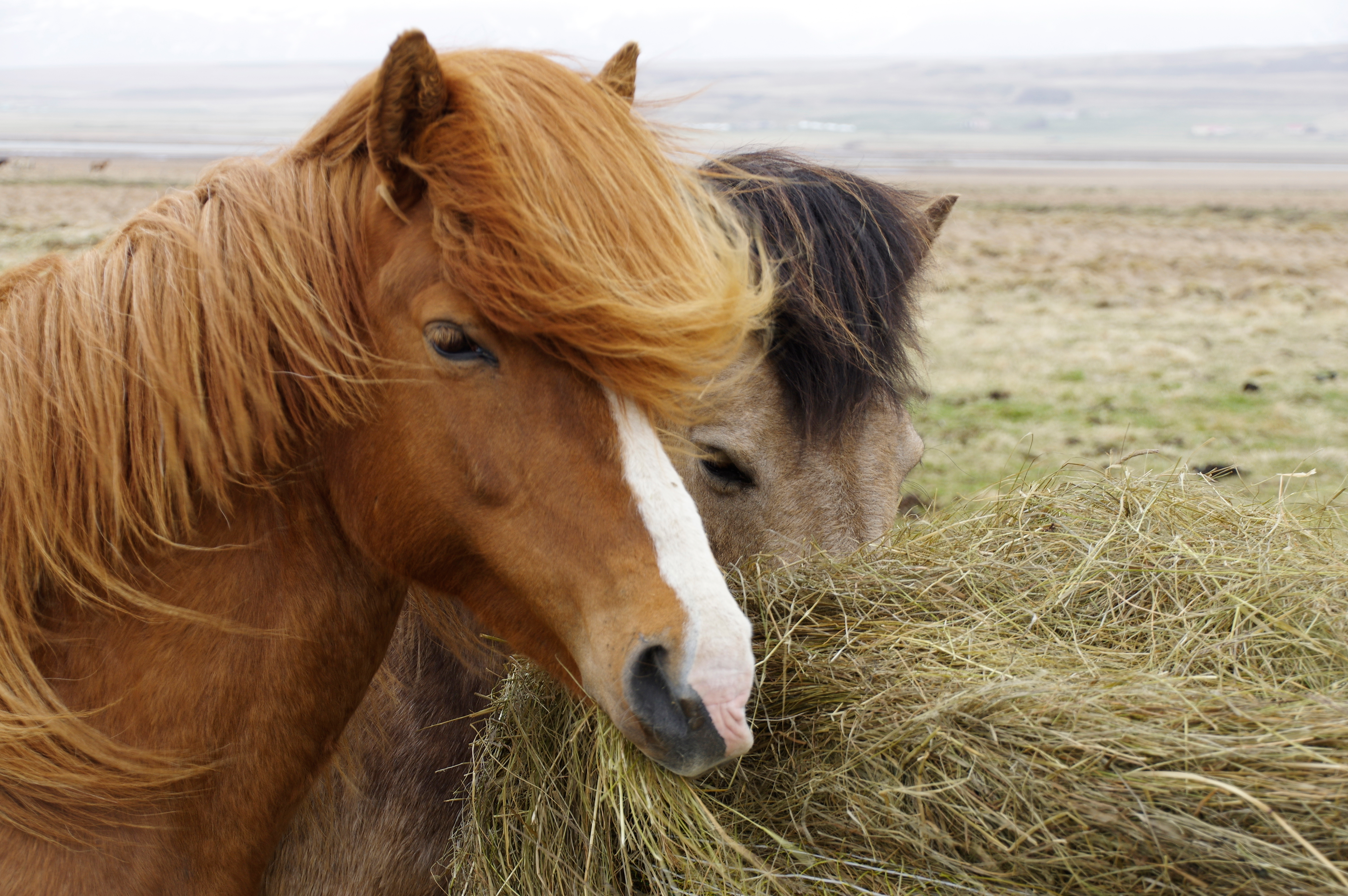 Matvælastofnun opnar fyrir skil á haustskýrslum - umráðamenn hrossa hvattir til að skila