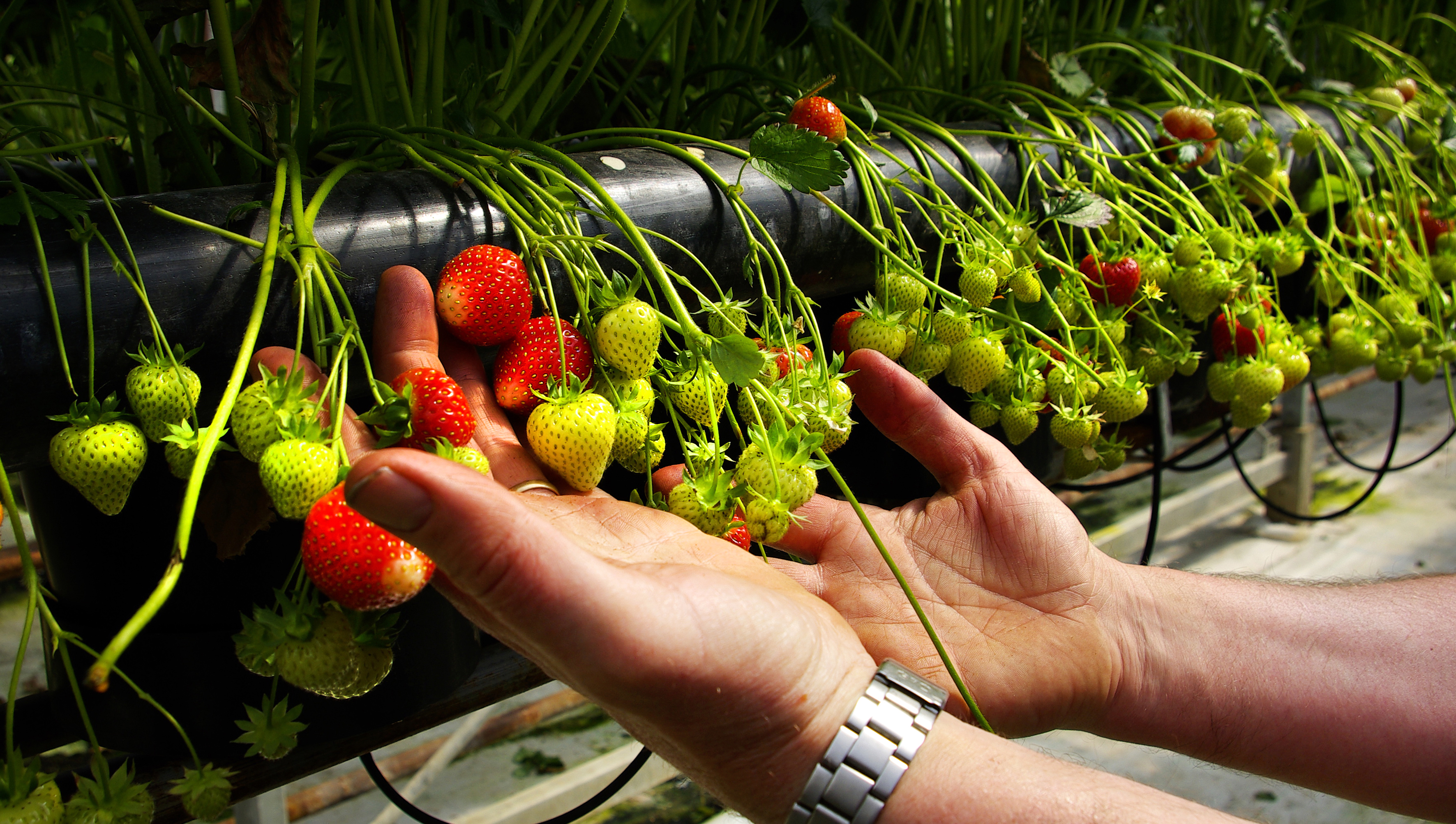 Landsvirkjun neitar að gefa upp tekjur af sölu upprunavottorða á raforku