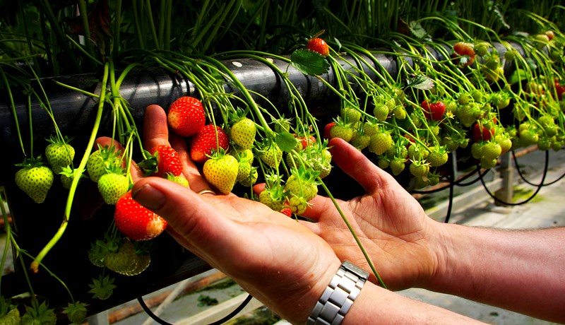 Landsvirkjun neitar að gefa upp tekjur af sölu upprunavottorða á raforku