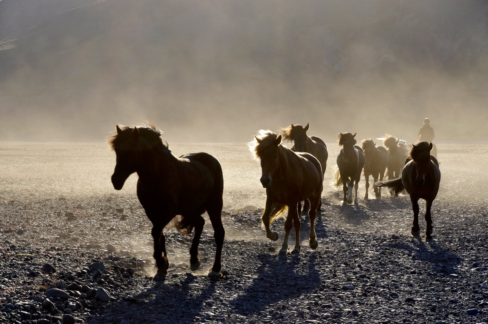 DNA-táknmyndir í WorldFeng