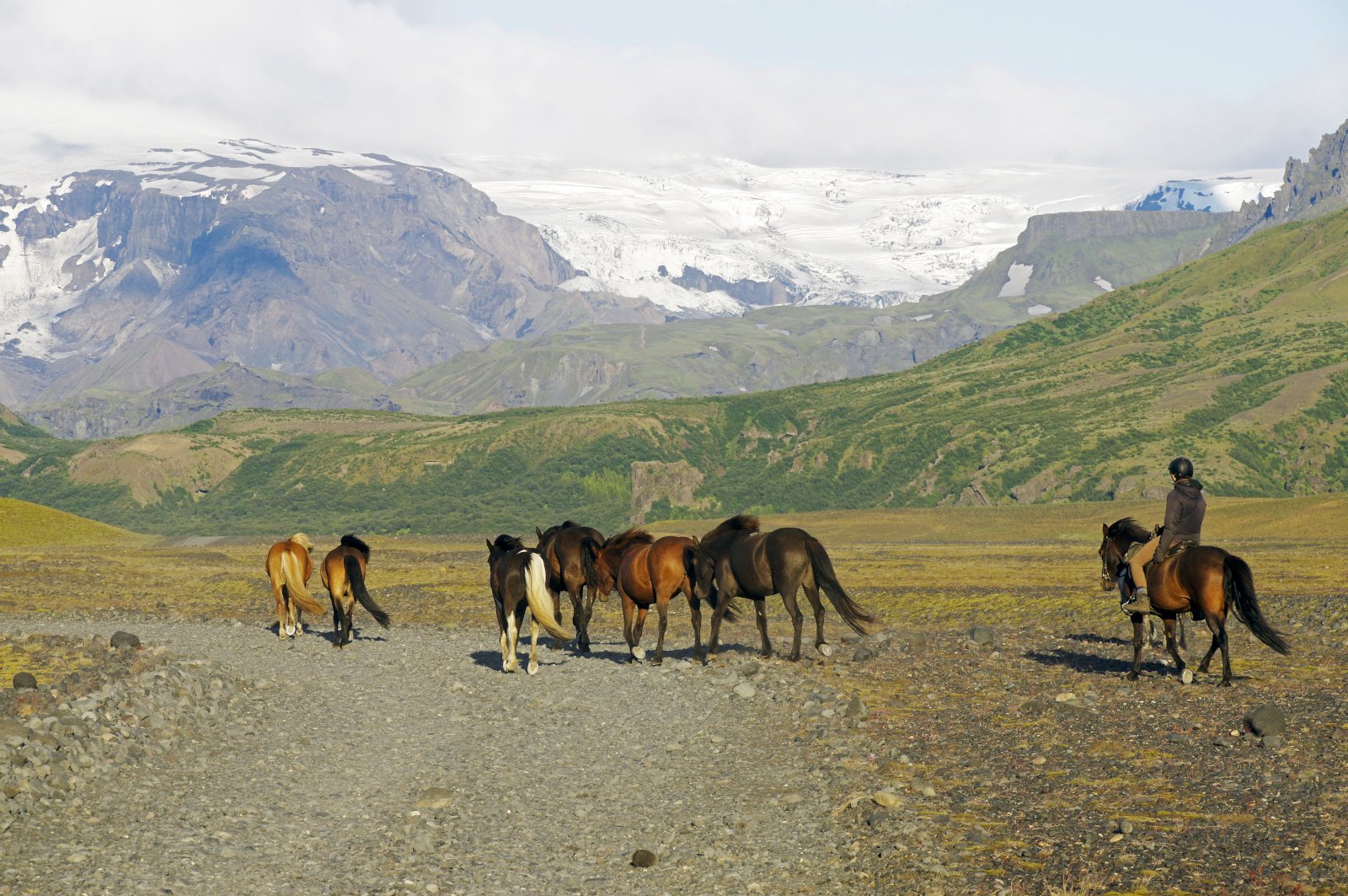 Yfir 70 þúsund hross ekki í tölum MAST yfir fjölda búfjár