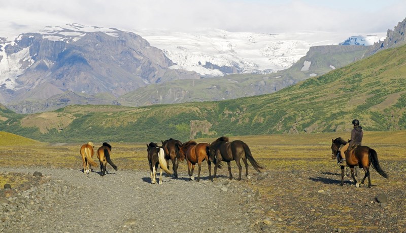 Yfir 70 þúsund hross ekki í tölum MAST yfir fjölda búfjár