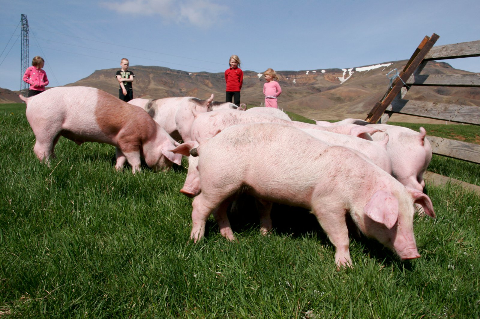 Heilbrigði og velferð búfjár í brennidepli