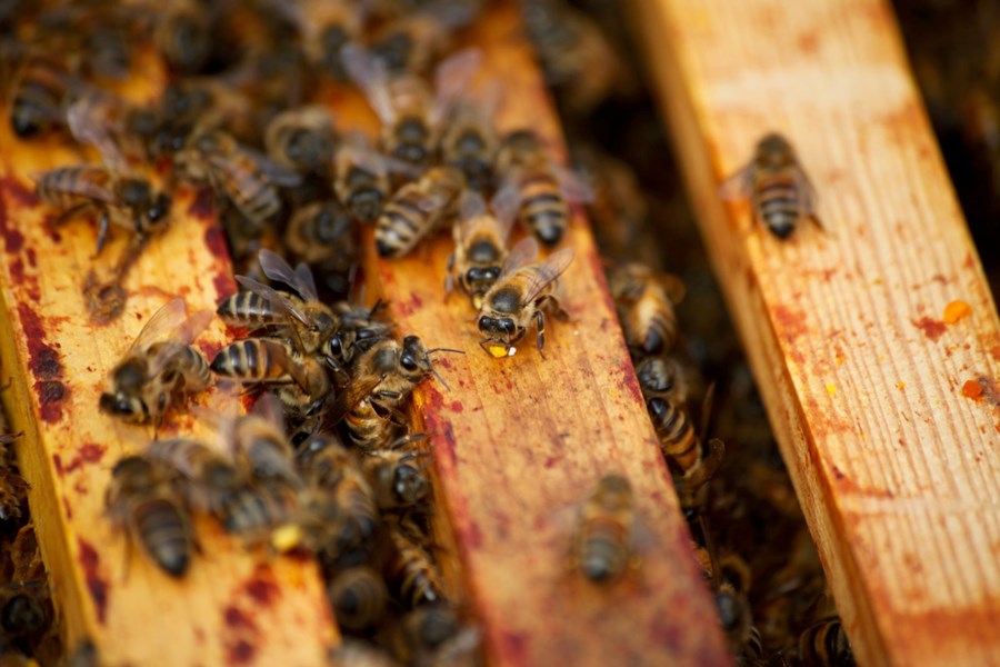 Hrun hjá býflugnaræktendum í Bretlandi