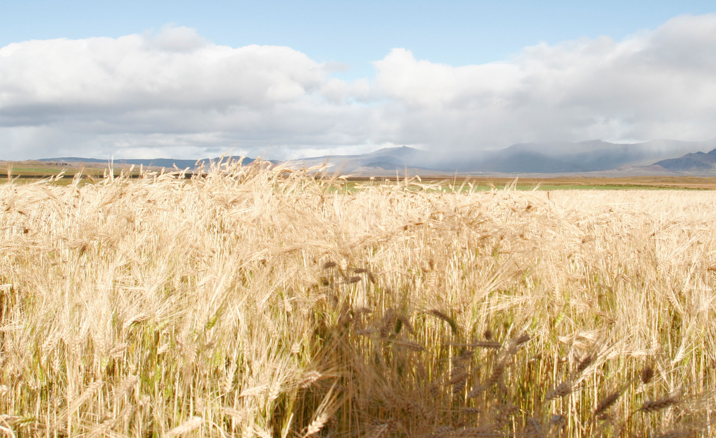 Auknir fjármunir til lífrænnar kornræktar í Noregi