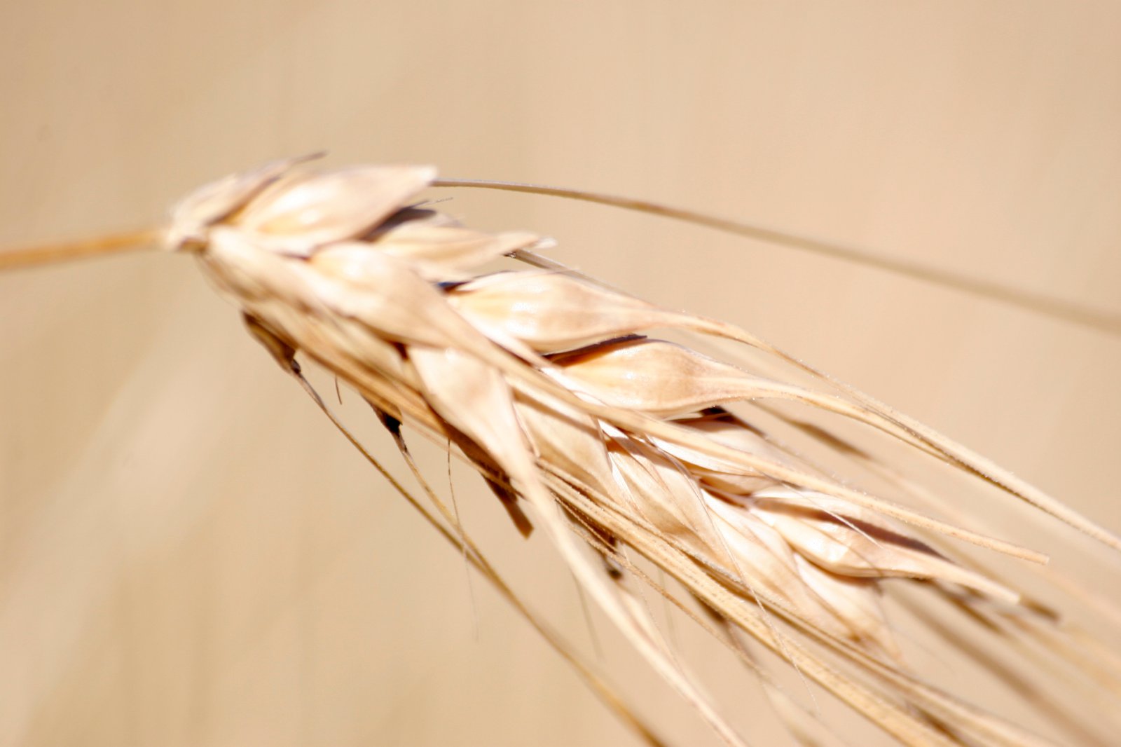 Mikilvægt að halda áfram góðu kornræktarstarfi