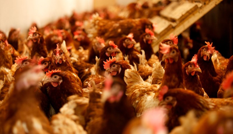 Brúnegg fá ekki að setja inn nýjar varphænur