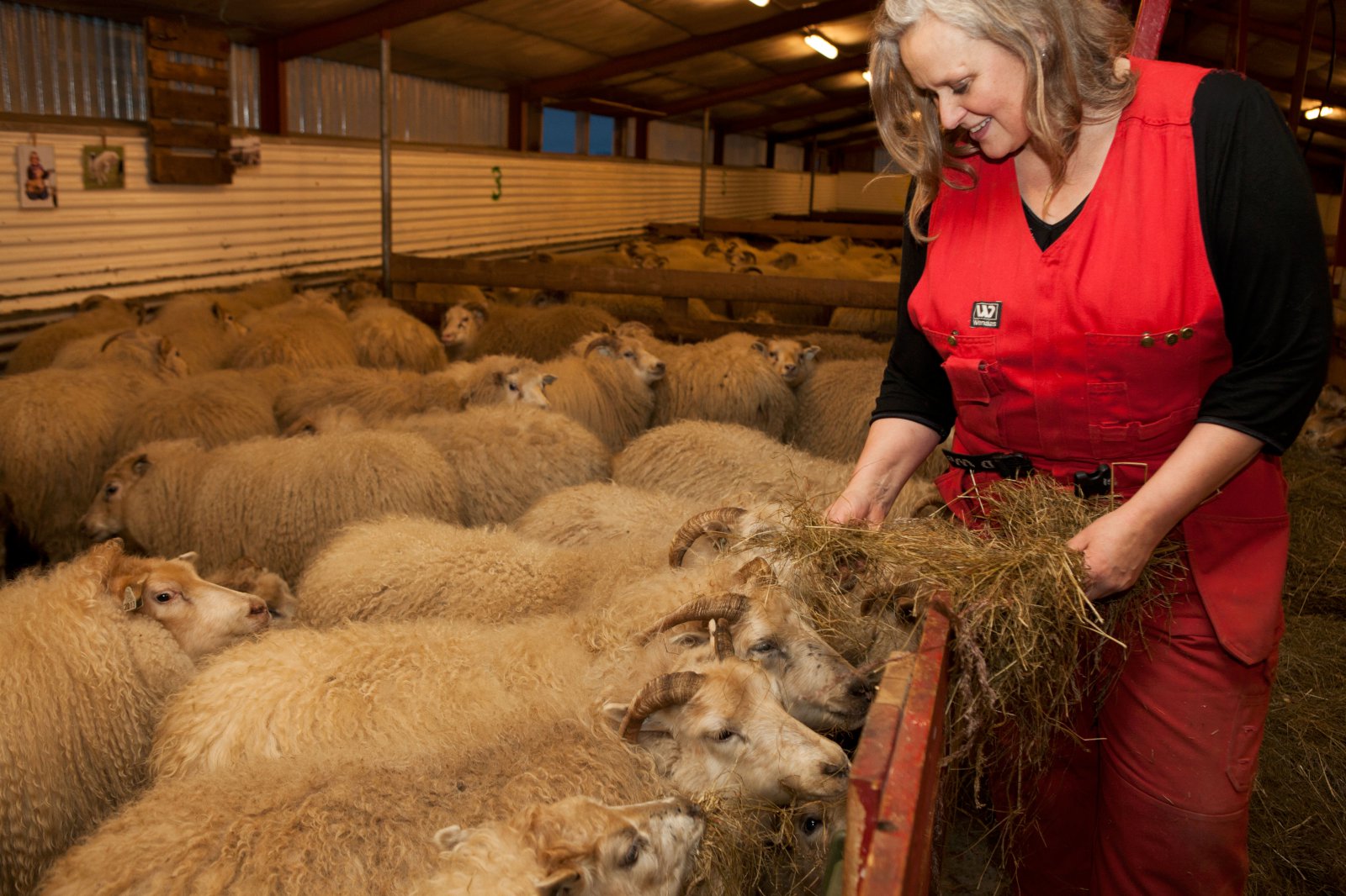 Íslenskir sauðfjárbændur með lífræna vottun eru uggandi um hertar kröfur