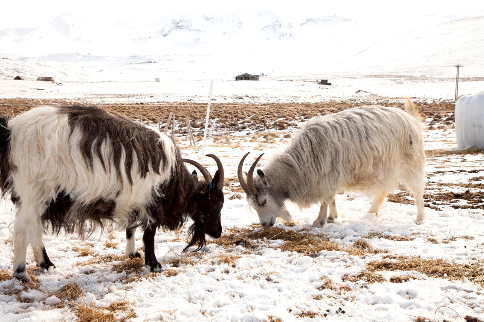 Íslenska geitin samþykkt inn í Presidia
