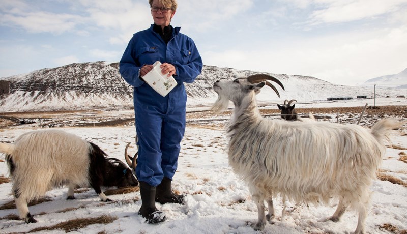 Íslenska geitin er óslípaður demantur hvað nýtingu varðar