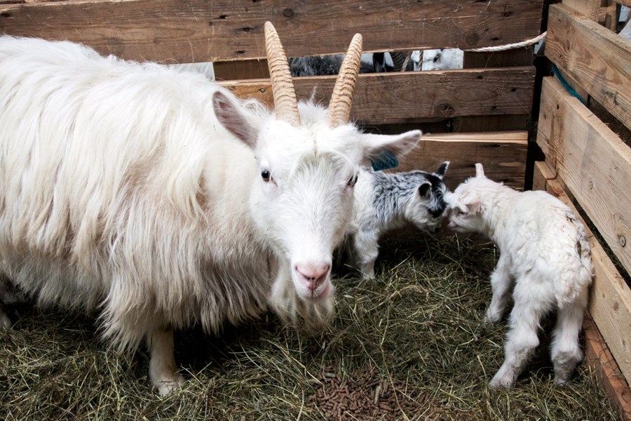 Íslenska geitin var nýlega skráð inn í verkefni Slow Food-hreyfingarinnar sem er ætlað að styðja við búfjárkyn í útrýmingarhættu.