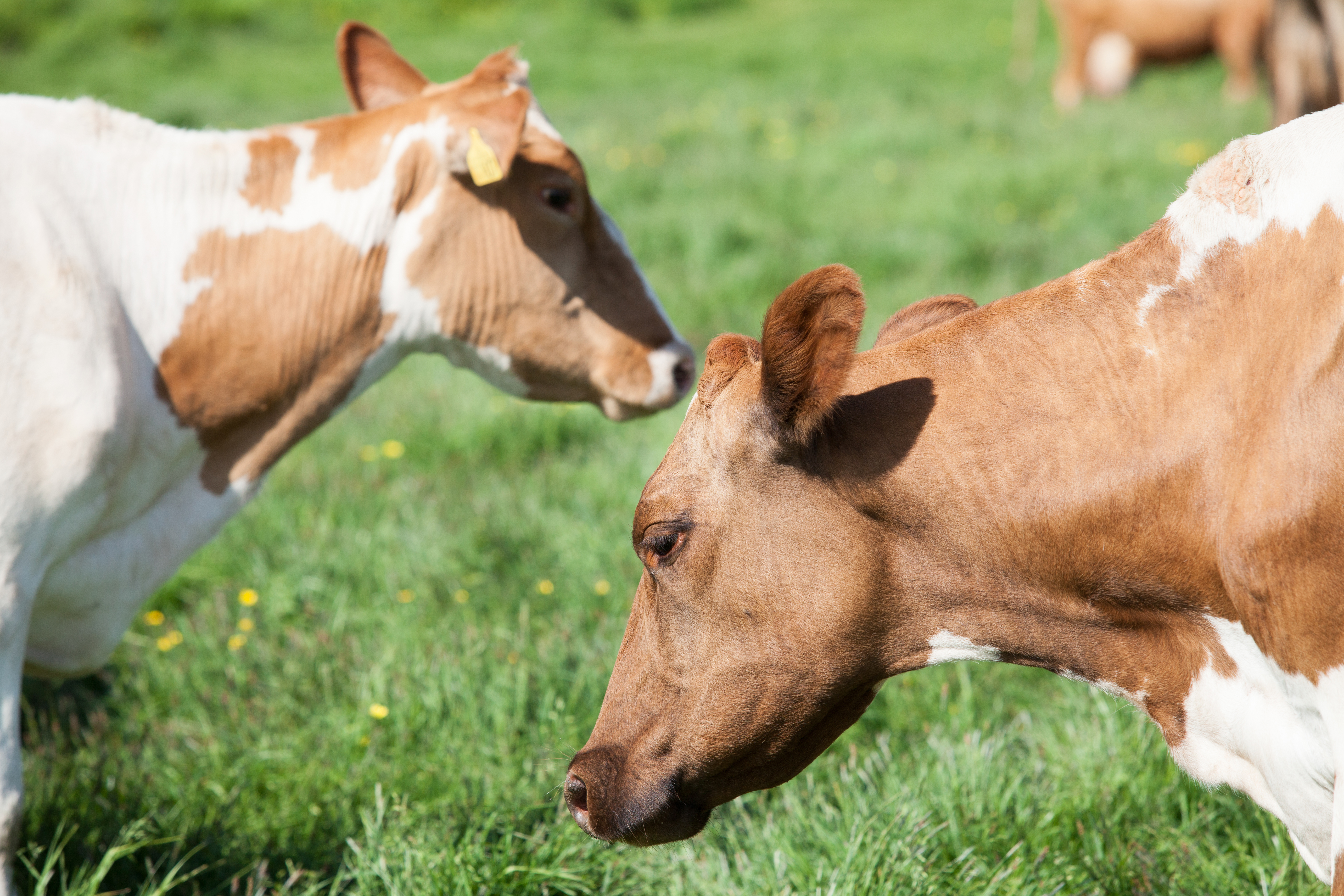 Skipað í verðlagsnefnd búvara