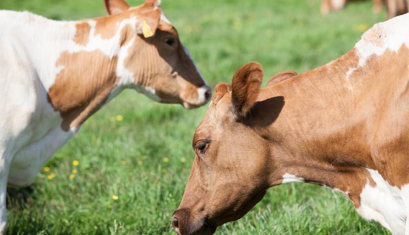 Skipað í verðlagsnefnd búvara
