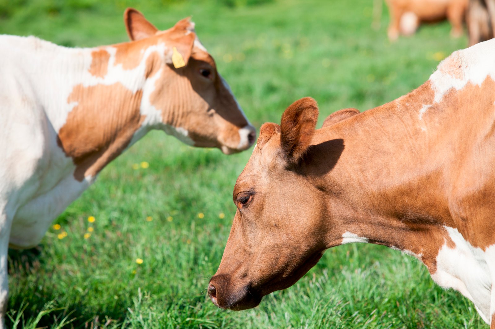 Óvissa veldur tjóni