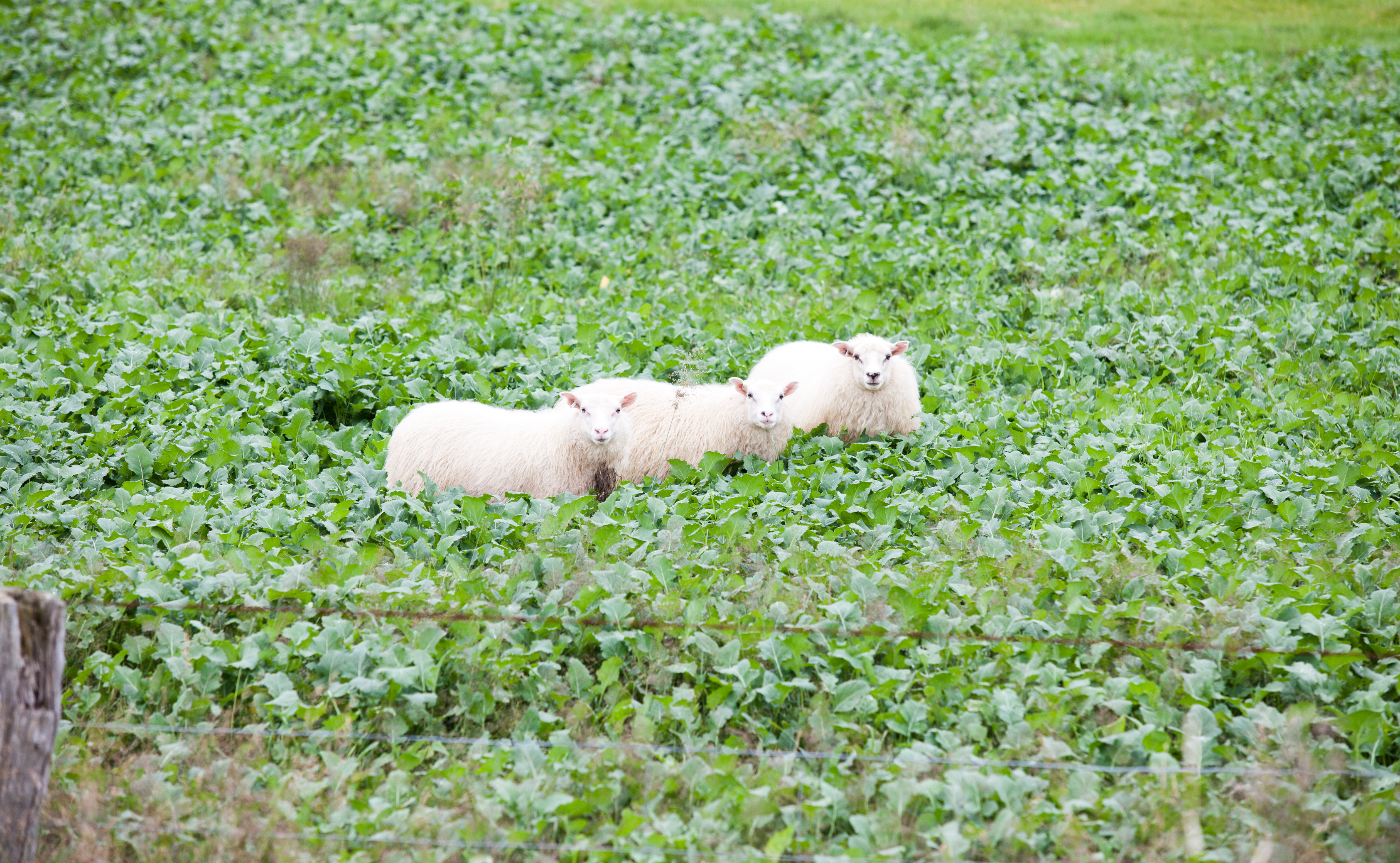 Sláturtíð hjá Norðlenska hefst örlítið síðar en vant er
