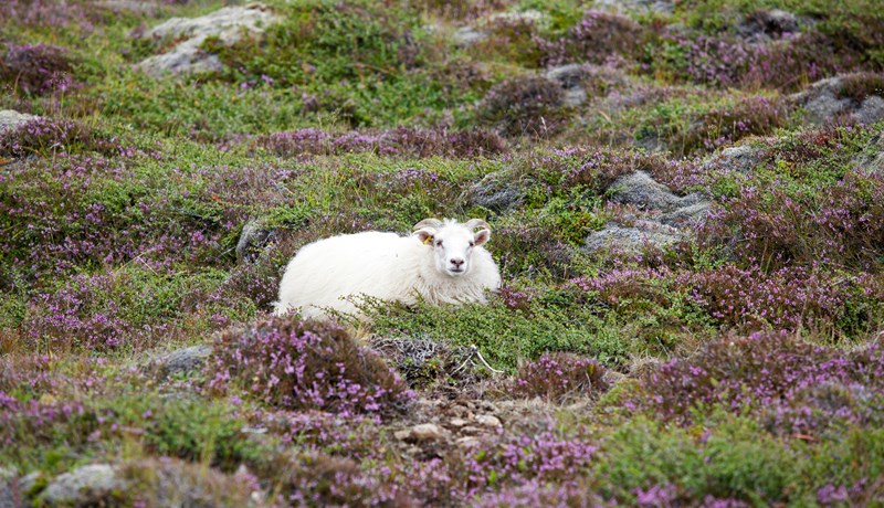 Hvað er „sjálfbær nýting lands til beitar“?
