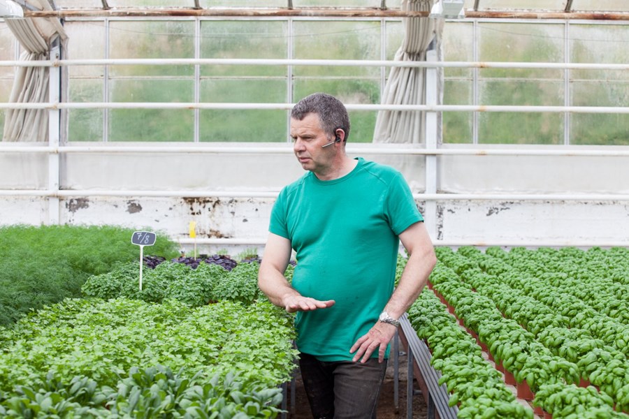 Stöðugleiki er í ylræktinni á Íslandi, en útiræktunin er dálítið happdrætti.