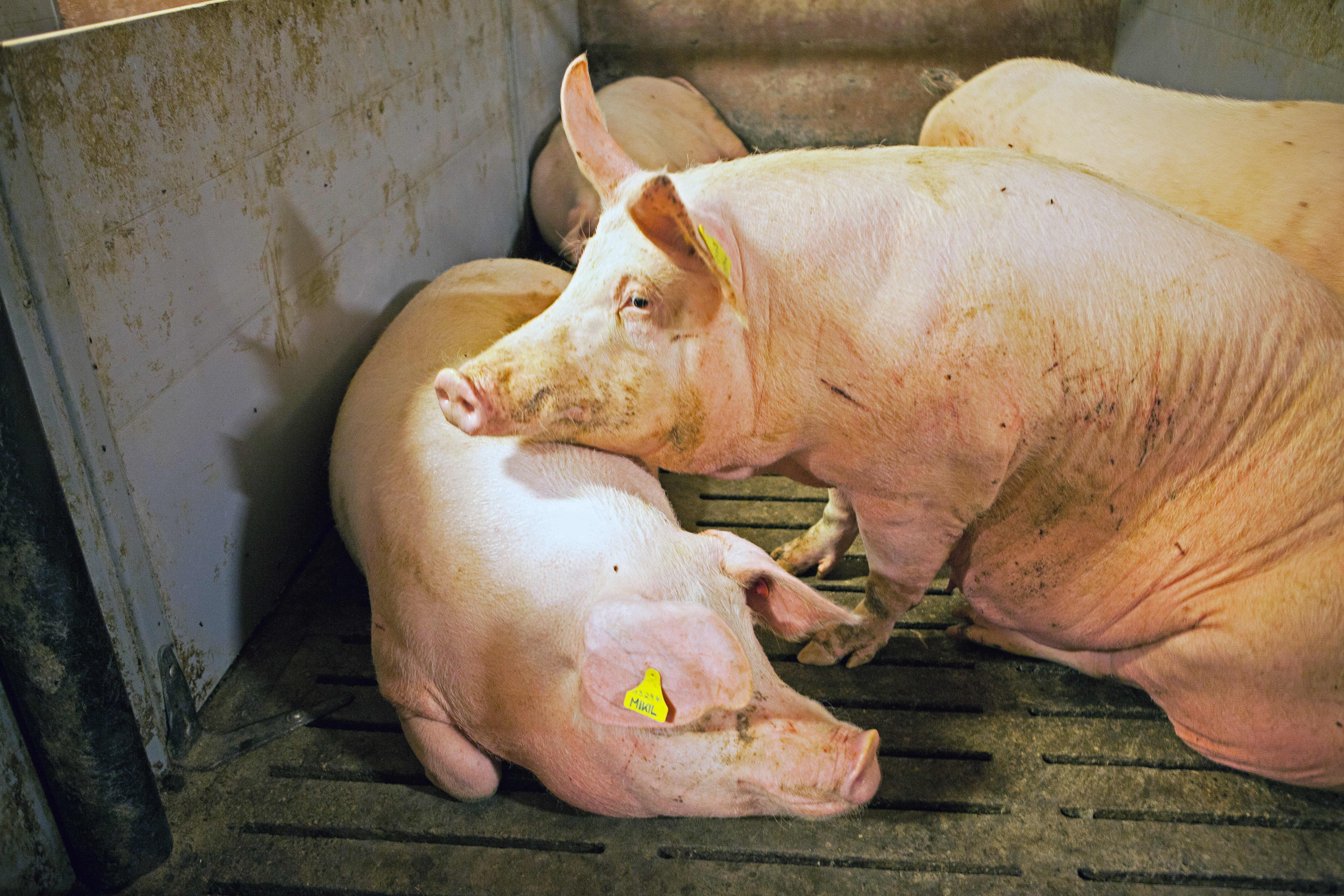 Aukning salmonellusmita  í alifuglum og svínum