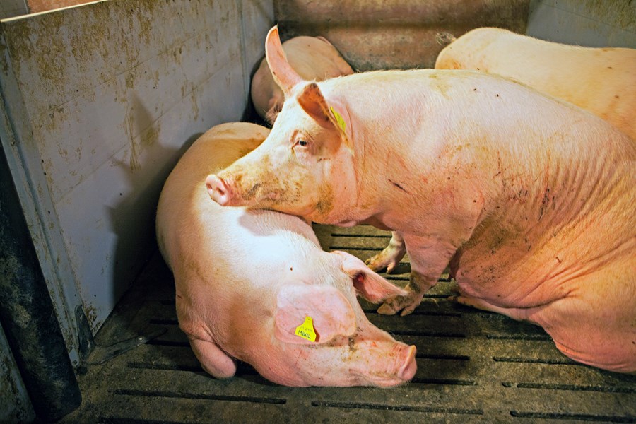 Aukning salmonellusmita  í alifuglum og svínum