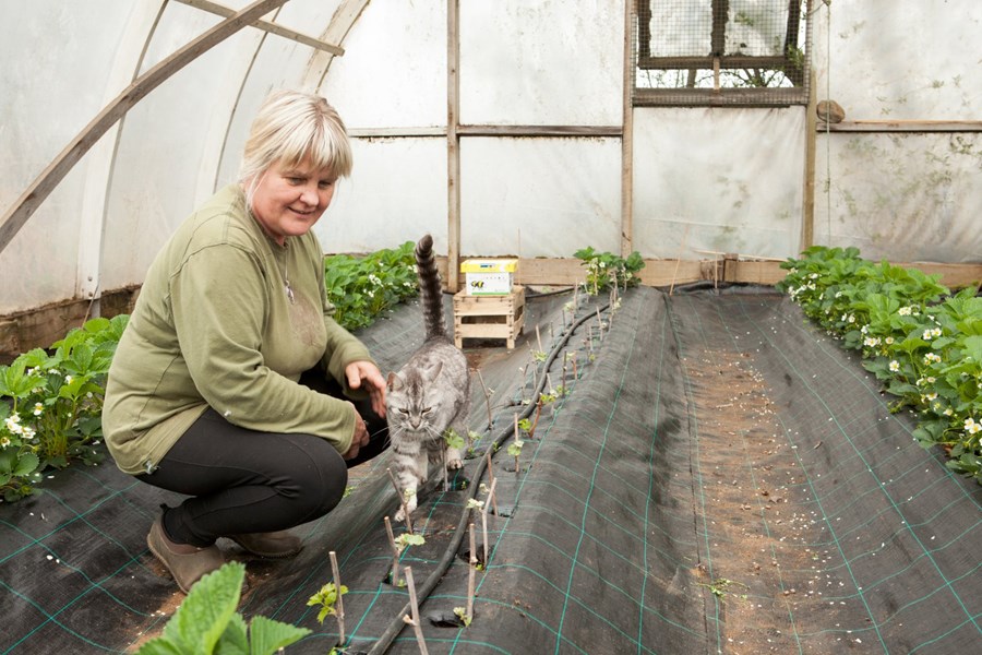 Sigrún er hér í óupphituðu gróðurhúsi þar sem vínviðarsprotunum var stungið niður. Vínviðurinn frá Sardiníueyju deilir húsi með jarðarberjaplöntum en nýtínd jarðar- og hindber verða í boði á markaðnum í sumar.