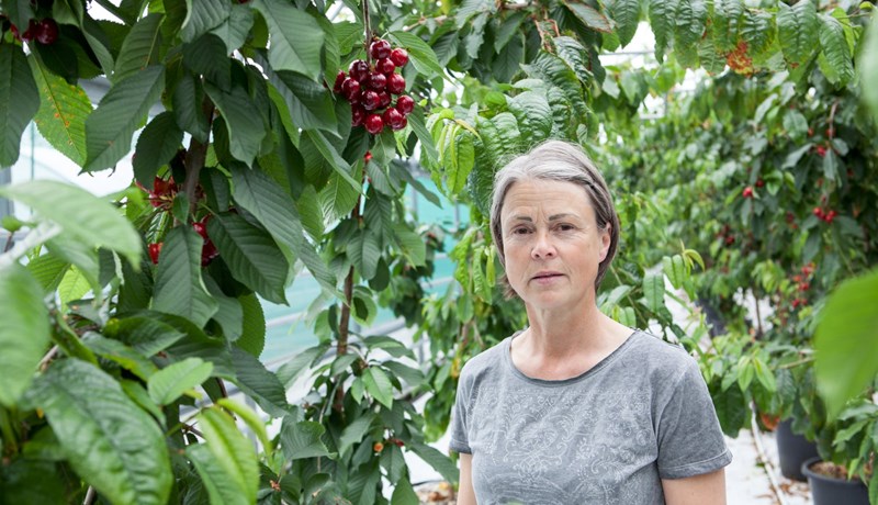 Dumbrauð, bústin og safarík kirsuber