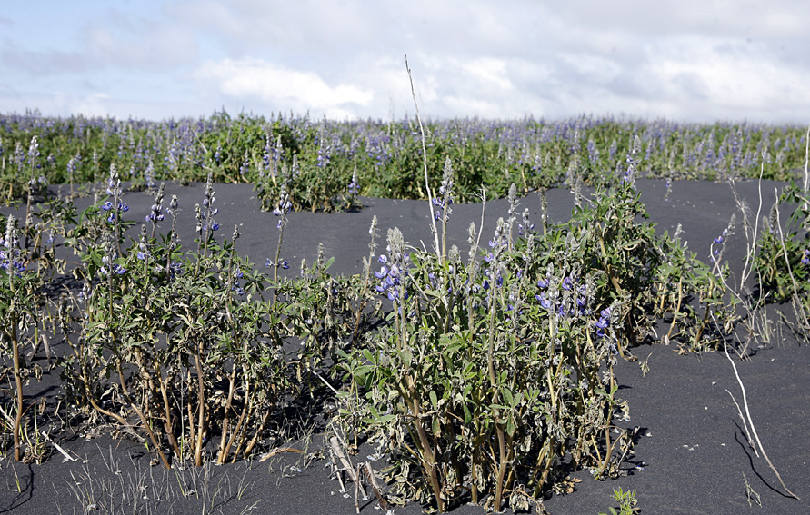 Áburðarkaup Landgræðslunnar
