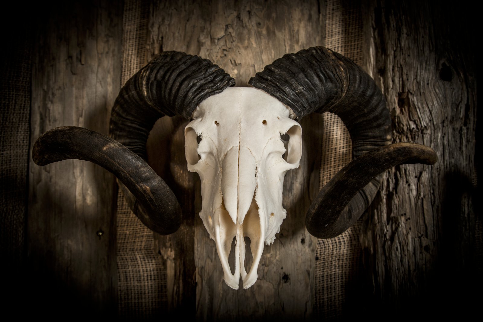 Munir úr hauskúpum og beini