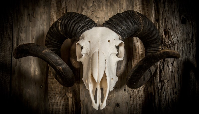 Munir úr hauskúpum og beini