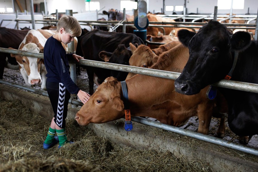 Kúnum á Erpsstöðum hleypt út á morgun