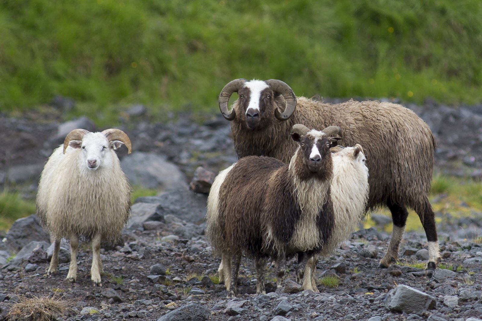 Sauðfé hefur fækkað um nær 40% með tilheyrandi stórminnkun beitarálags