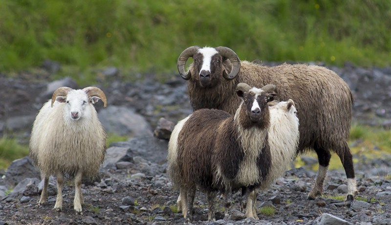 Umsögn Landssamtaka sauðfjárbænda um frumvarp til laga um breytingu á búvörulögum