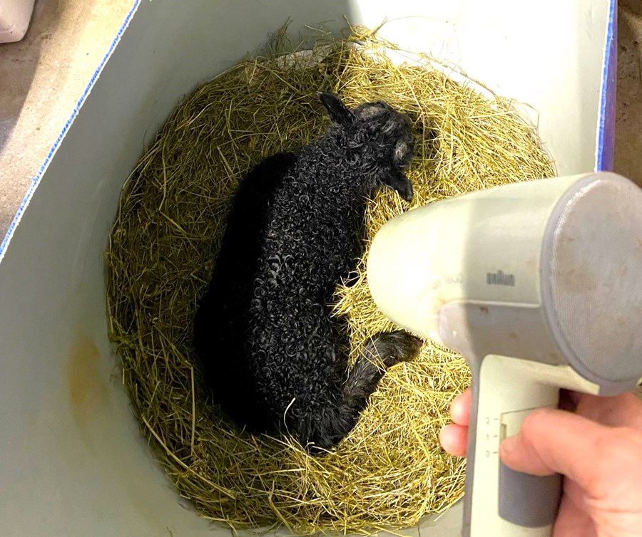 Nú eru nokkrar kindur bornar á Hákonarstöðum á Jökuldal. Hér glímir óvæntur þrílembingur við slappleika og þá er eitt ráðið að hlýja honum með hárblásara.